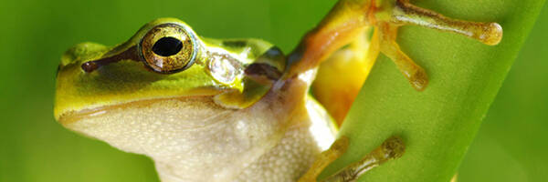 <h3>Découvrez le Portail de la biodiversité Centre-Val de Loire</h3>
