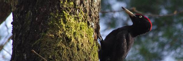 Pics et compagnie en forêt de Réno-Valdieu