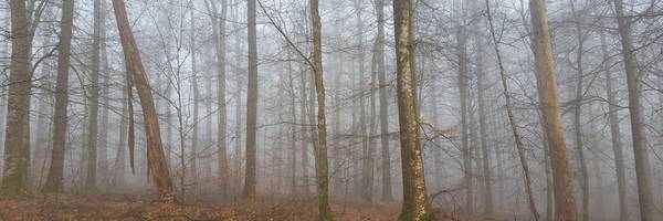 Rendez-vous nature : Les vieux arbres, une retraite active et bienveillante