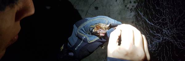 La Maison du Parc, un site propice aux chauves-souris
