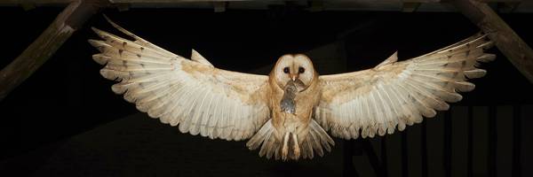 <h3>Chouettes et hiboux de Normandie</h3>