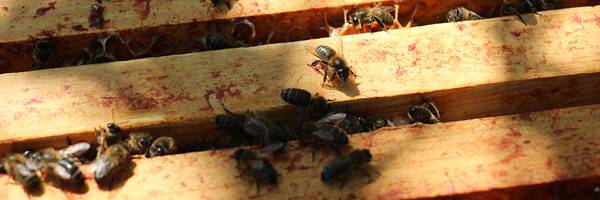 Laisser vivre les parasites pour sauver les abeilles !