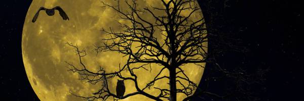 <h3>Appel à projets artistiques pour défendre la nuit</h3>