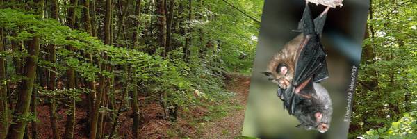 Natura 2000 : objectif chauve-souris !