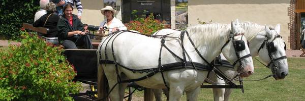 <h3>Des balades attelées tous les dimanches</h3>