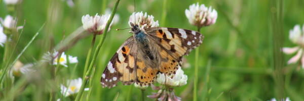 <h3>Atlas de biodiversité communale : les collectivités appelées pour participer</h3>