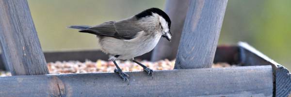 10 conseils pour bien nourrir les oiseaux en hiver