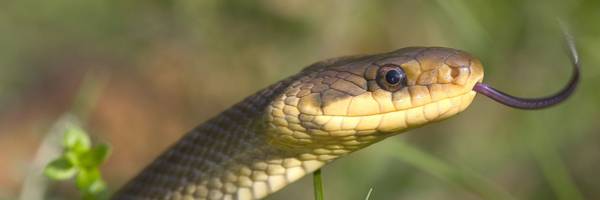 Les reptiles sortent de leur Réserve !