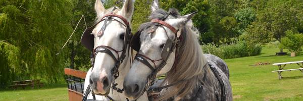 <h3>Balades en attelages annulées dimanche 9 août</h3>