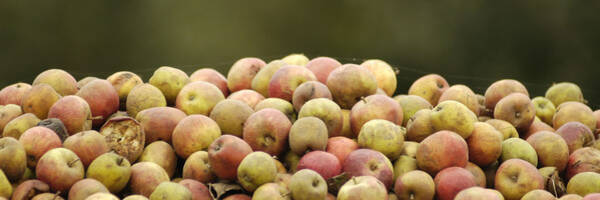 <h3>Pour pérenniser les vergers, le Parc et les producteurs de cidre aident les propriétaires</h3>