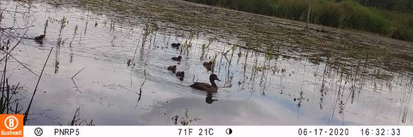 Des pièges photos confirment la présence d'espèces nicheuses