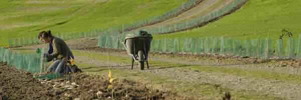De nouvelles aides pour planter des haies bocagères