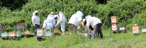 L'abeille noire aura son conservatoire