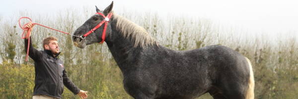 <h3>Deux nouveaux Percherons pour la Garde Républicaine</h3>