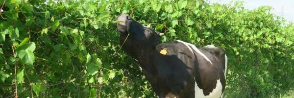 L’agroforesterie encouragée auprès des agriculteurs