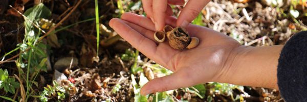 Qui a grignoté les noisettes ?