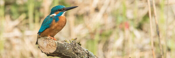 <h3>Atlas de Biodiversité Communale : trois communes euréliennes en 2026 </h3>