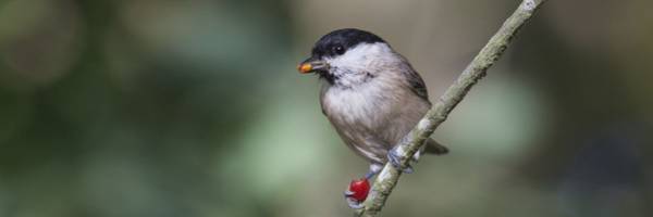 Participez au comptage des oiseaux des jardins ce week-end