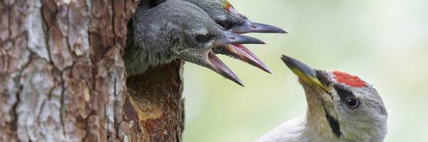 Les inventaires ornithologiques reprennent