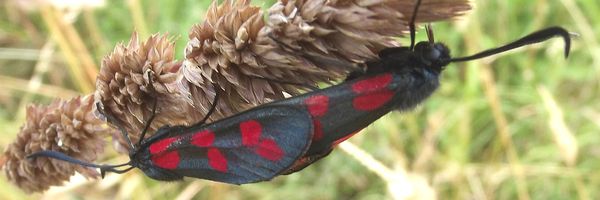 Un documentaire animalier dans votre jardin ?