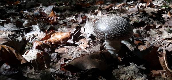 Lettre info Parc - octobre 2018