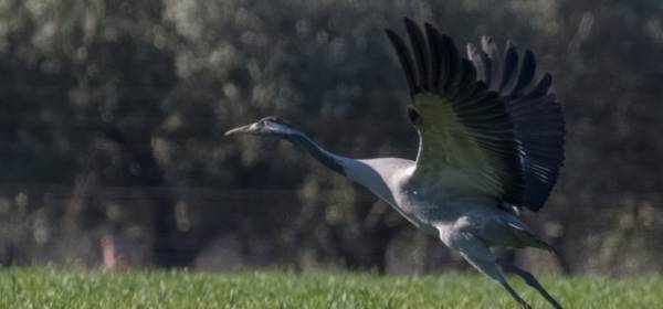 Lettre info Parc - Numéro spécial Natura 2000