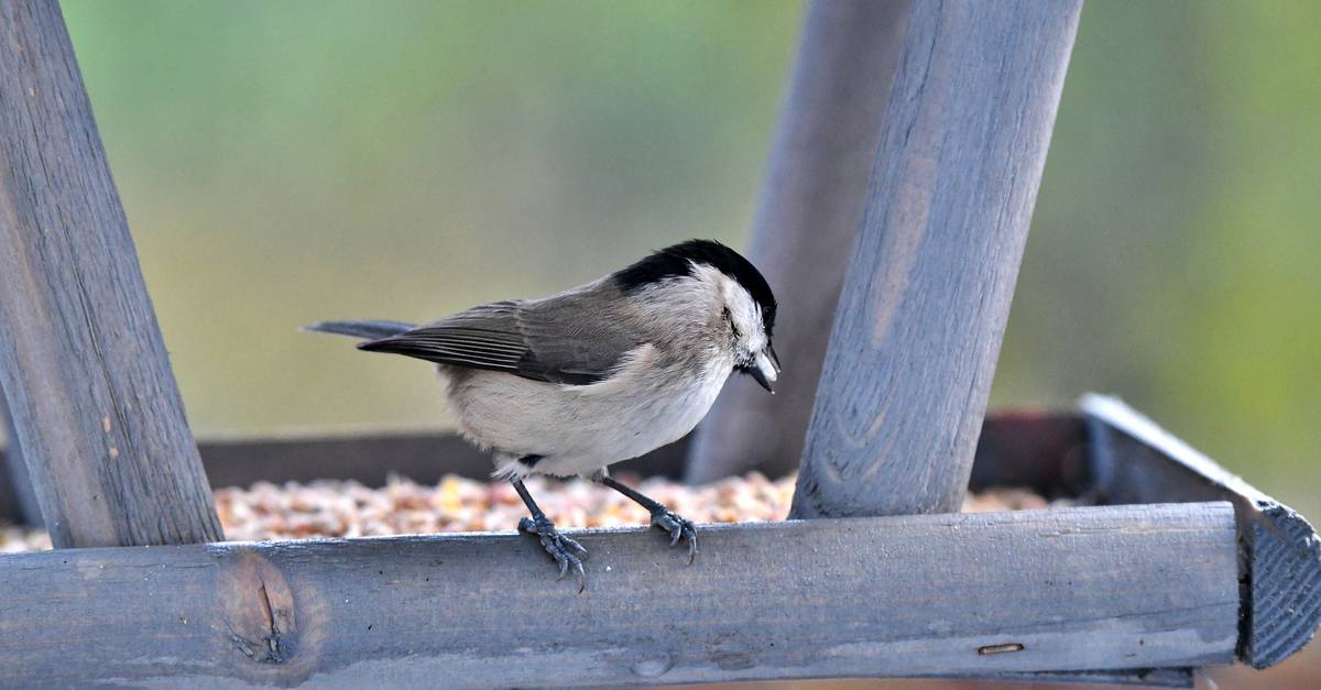 Comment nourrir les oiseaux en hiver ?