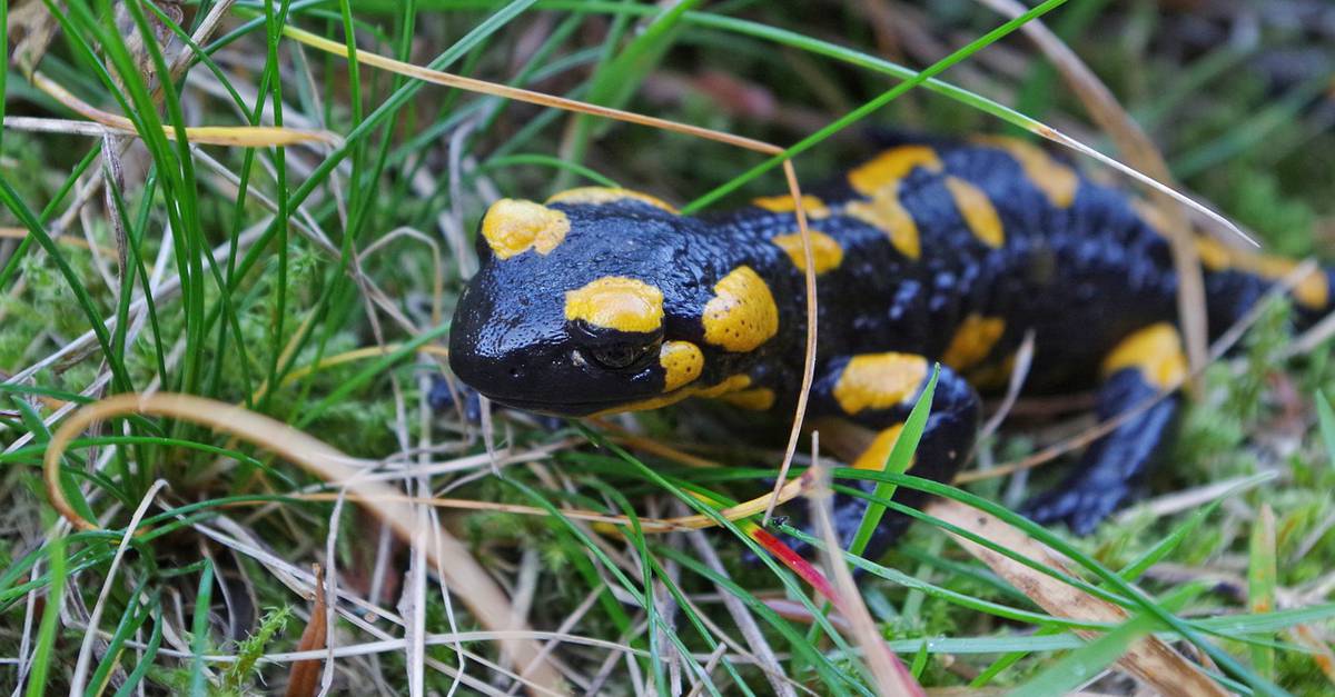 La salamandre tachetée  Portail des parcs nationaux de France