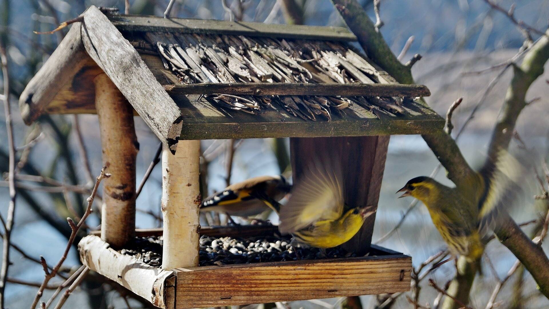 10 conseils pour bien nourrir les oiseaux en hiver