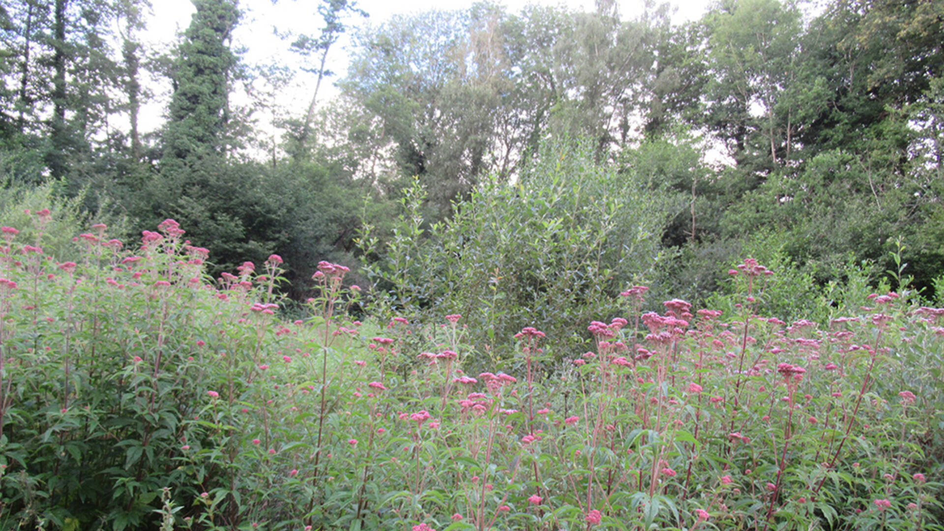 Eupatoire chanvrine en fleurs - © E. Douillard, PNRP.