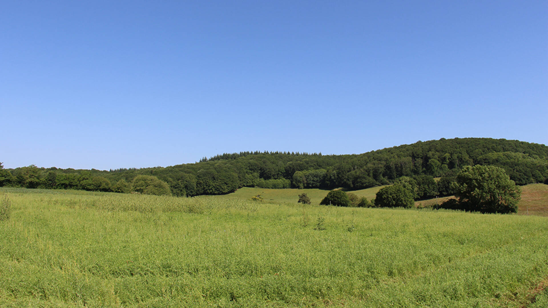 Le développement des légumineuses devra servir à diversifier les protéines et permettre à chacun de pouvoir acheter de la viande locale issue de l'élevage herbager ou de qualité percheron.
