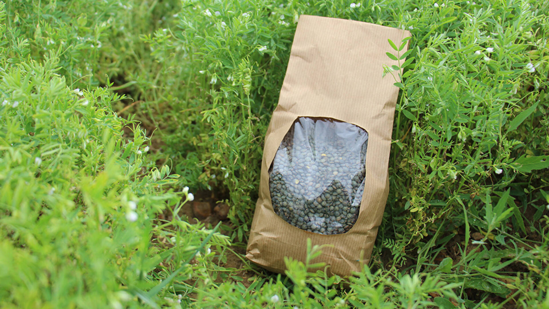 Le Parc souhaite développer une filière "Légumineuses du Perche" et sensibiliser à leurs atouts pour les (ré)intégrer dans les bases de l’alimentation des habitants du territoire.