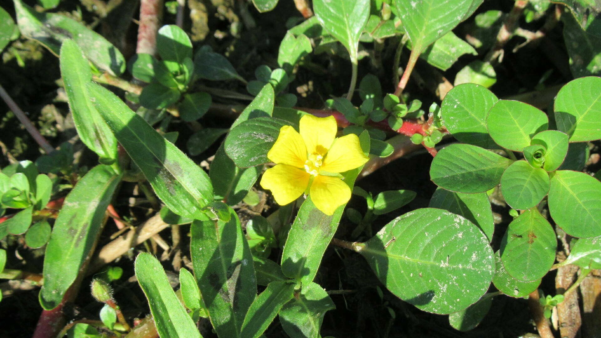 Fleur jaune et feuilles arrondies de Jussie rampante (© N. De Backer, PNRP)