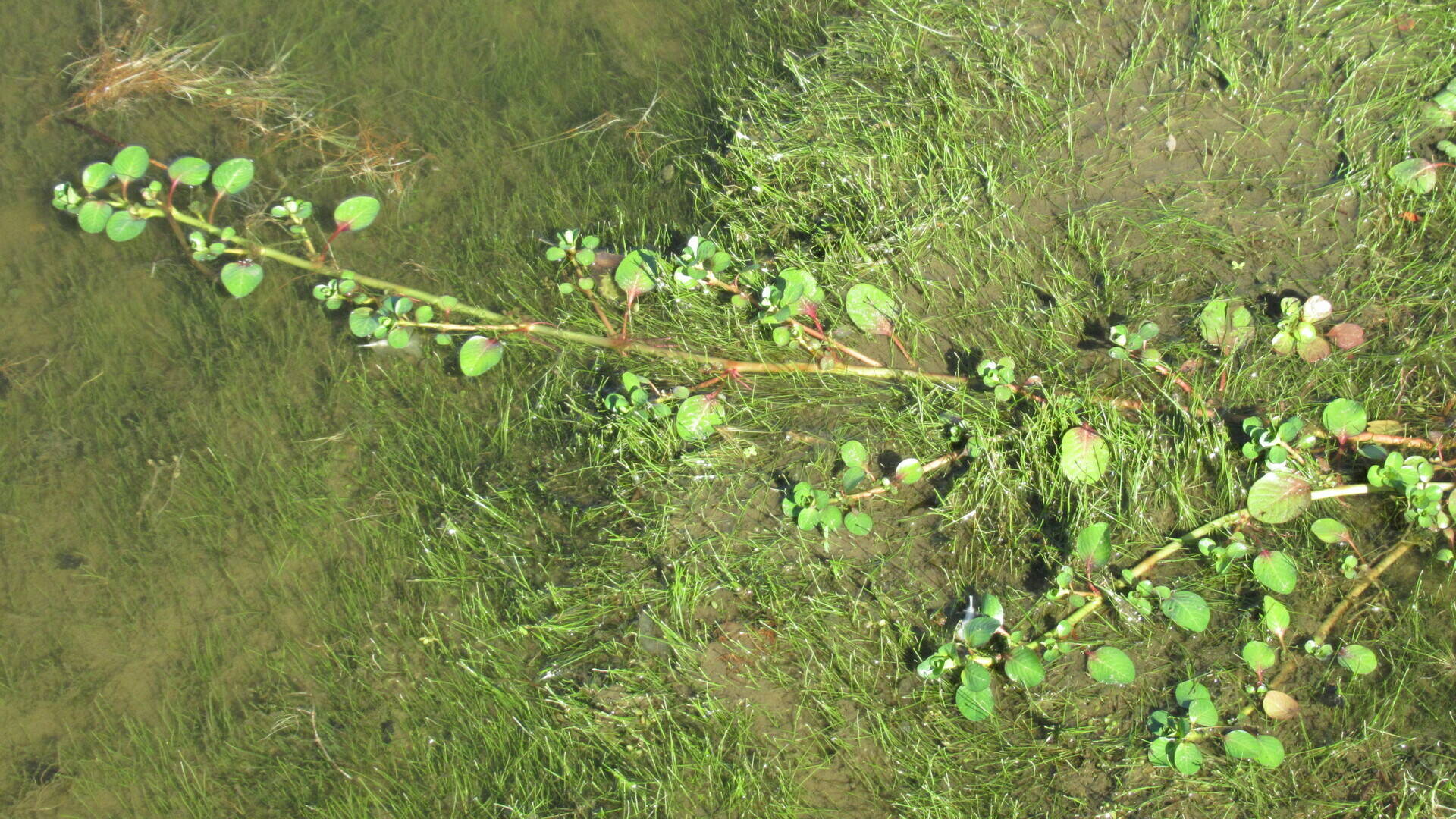 La plante se développe grâce à ses tiges rampantes (© N. De Backer, PNRP)