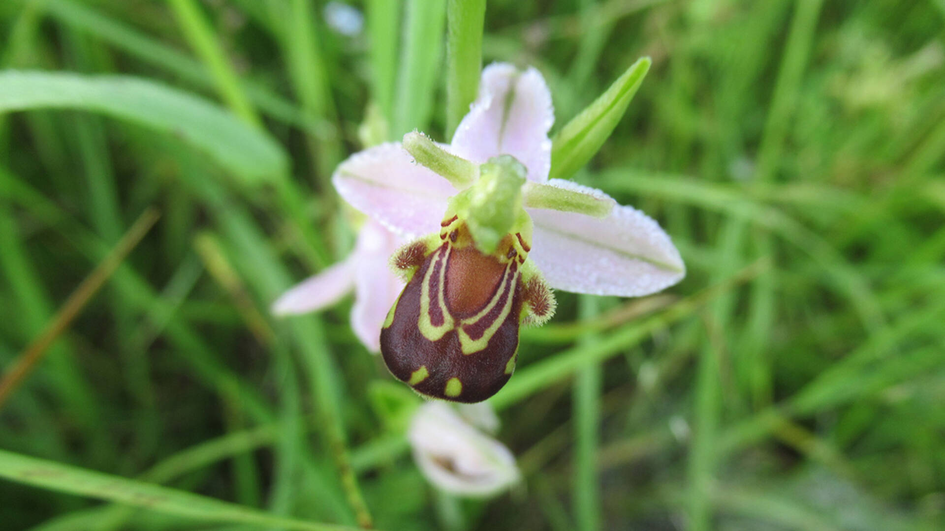 Sur les parcelles engagées en MAEC, le Parc opère des suivis botaniques réguliers, avec parfois des découvertes d'espèces remarquables comme les orchidées sauvages (© E. Douillard, PNRP).