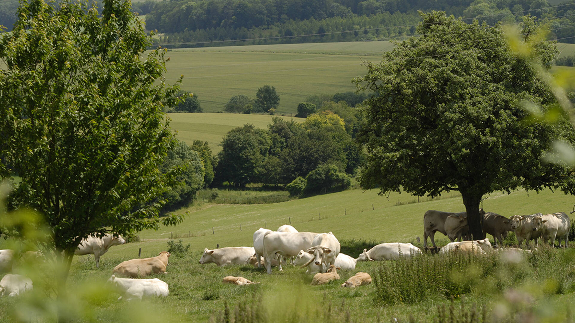 L'élevage herbager traditionnel est ce qui a façonné le paysage bocager du Perche au fil du temps (© D. Commenchal).