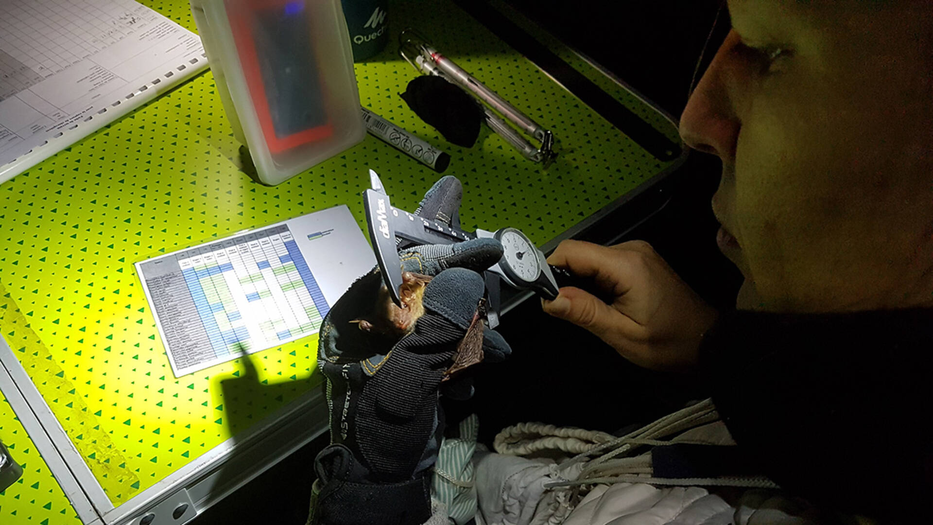 Les scientifiques du Groupe mammalogique normand mènent une étude pour quantifier l'activité de swarming des chauves-souris à la Mansonnière (© PNRP).