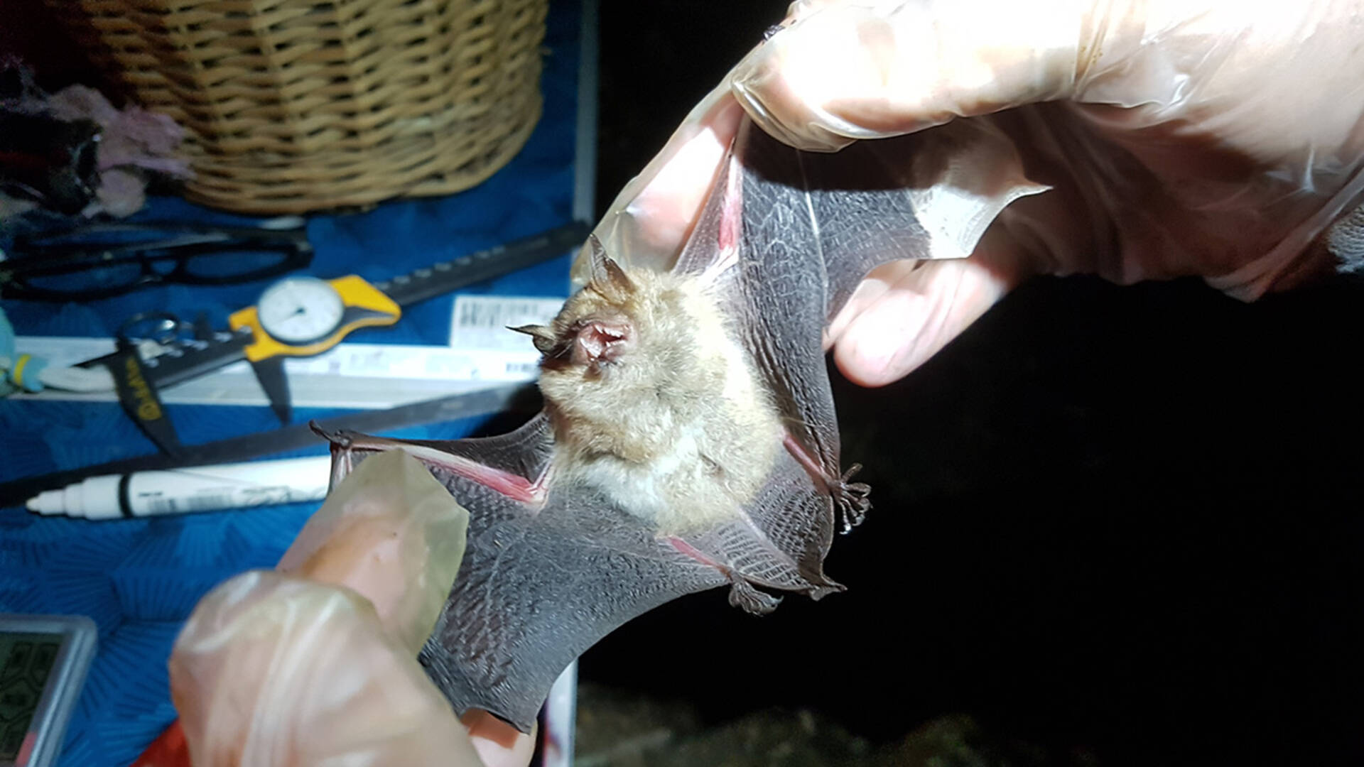 Jusqu'à 10 espèces différentes de chauves-souris viennent hiberner tous les ans à la Mansonnière, d’octobre à mai (© PNRP).