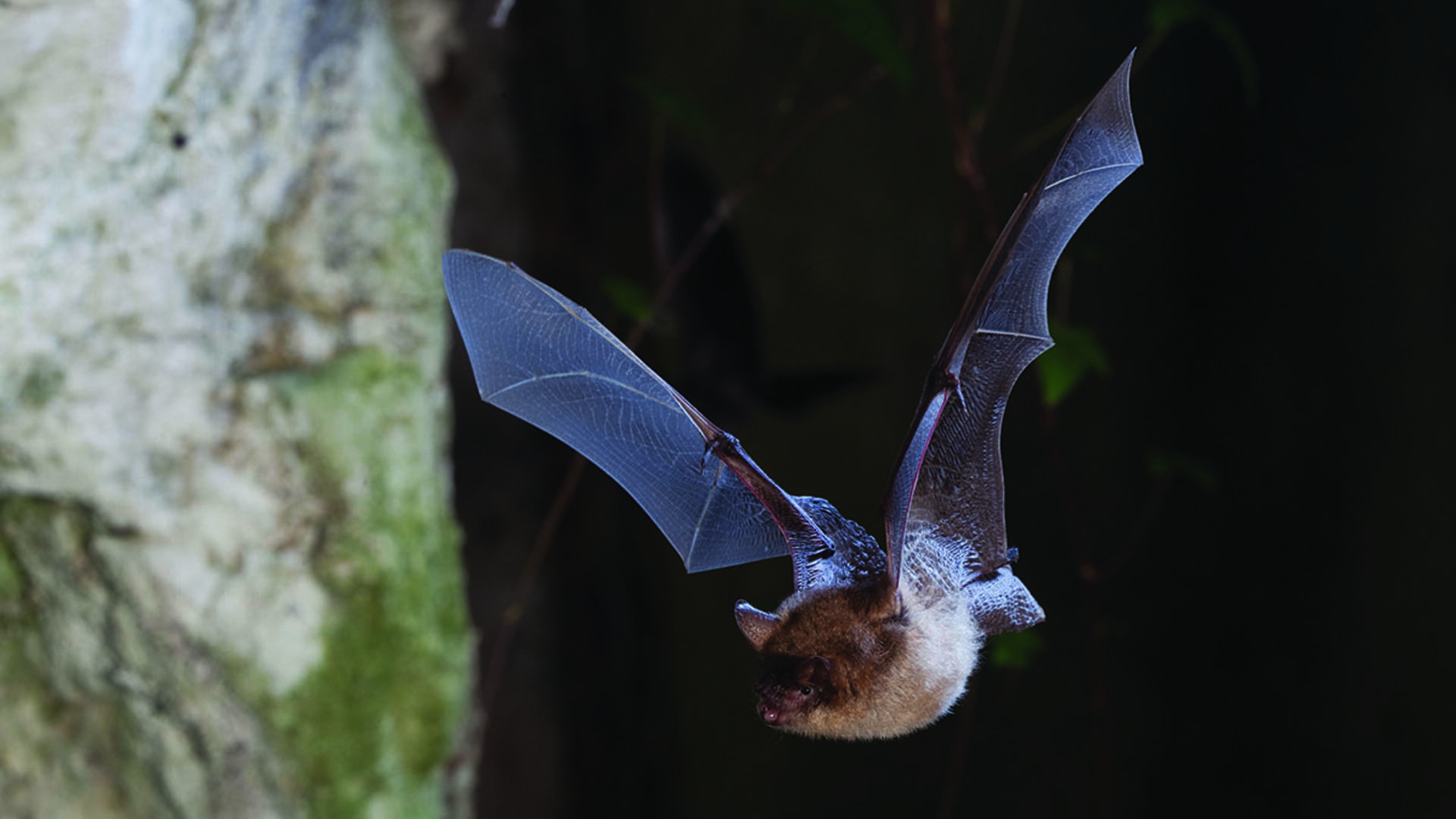 Pourtant, le cycle de vie de nombreuses espèces est dépendant de la nuit, comme les chauve-souris (© Frank Deschandol et Philippe Sabine).