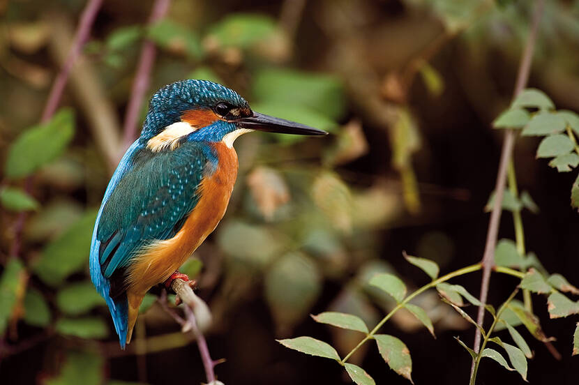 Martin-pêcheur d'Europe (Alcedo atthis) - © D. Léger.