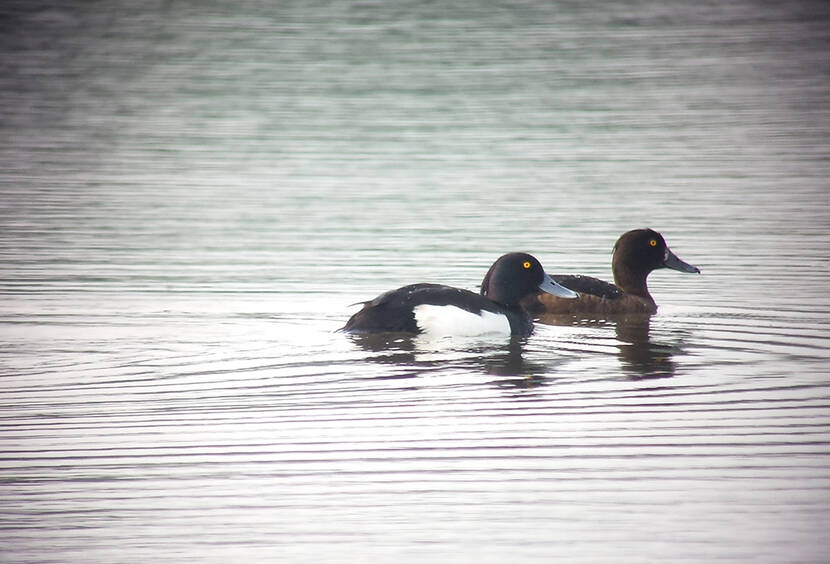 Un couple de fuligules morillons (Aythya fuligula) - © N. De Backer, PNRP.